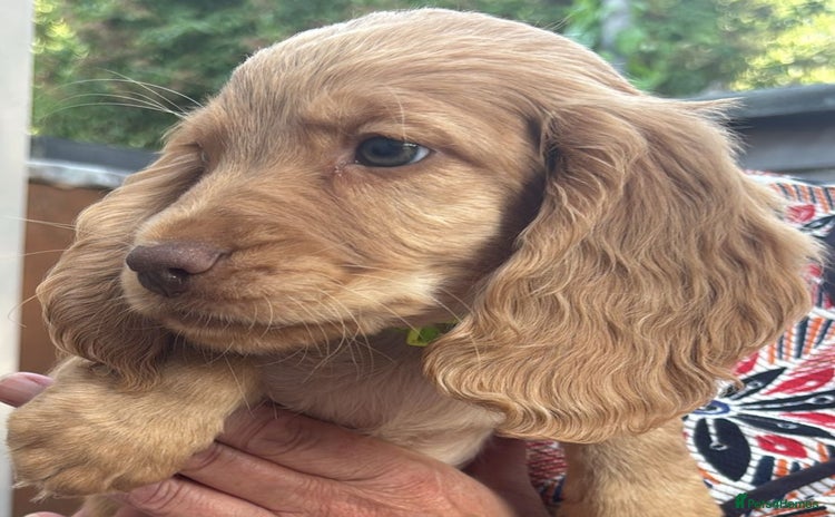 Cocker Spaniel dogs - Advert 7