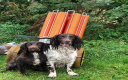 Sprocker dogs for sale: Male Chocolate Sprocker  - Image 2
