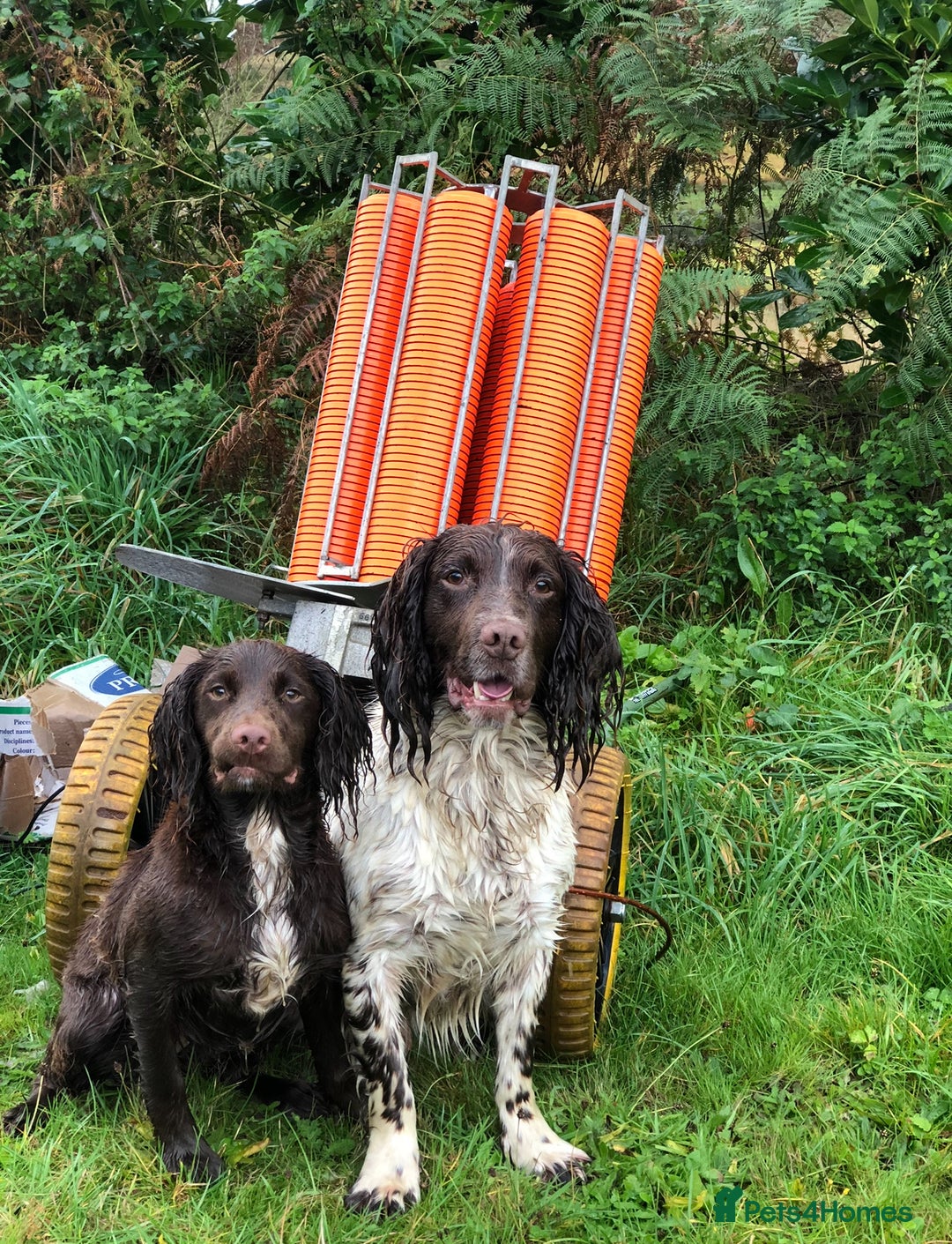 Sprocker dogs for sale: Male Chocolate Sprocker  - Image 2