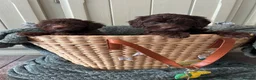 Goldendoodle dogs for sale: Australian goldendoole puppies chocolate  - Advert 12