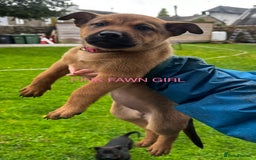 Mixed Breed dogs for sale: Dutch/Belgian malinois   - Image 13