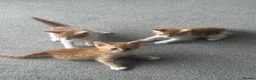 Mixed Breed cats for sale: Gorgeous, playful kittens for sale - Advert 13