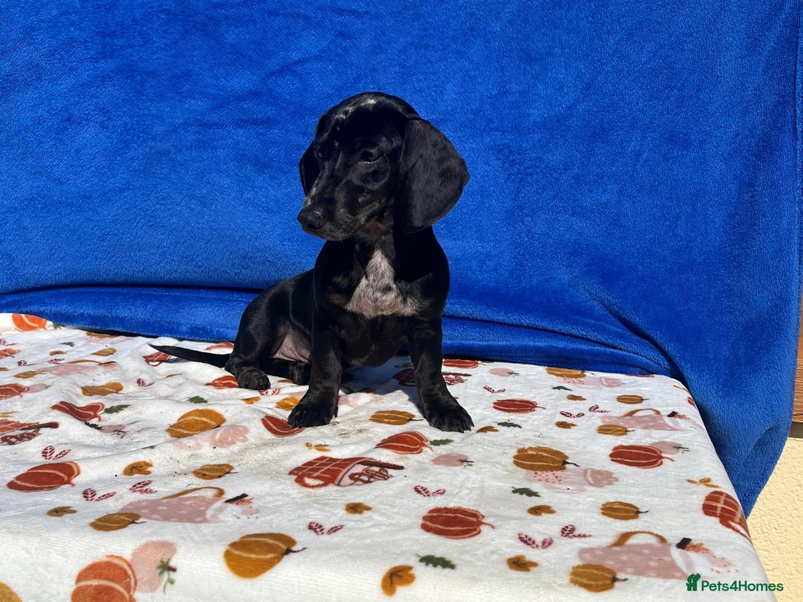 Miniature Dachshund dogs 🌈 BEAUTIFUL MINI HUGO DACHSHUND LITTER 🌈 - Advert 2