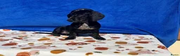 Miniature Dachshund dogs for sale: 🌈 BEAUTIFUL MINI HUGO DACHSHUND LITTER 🌈 - Advert 2