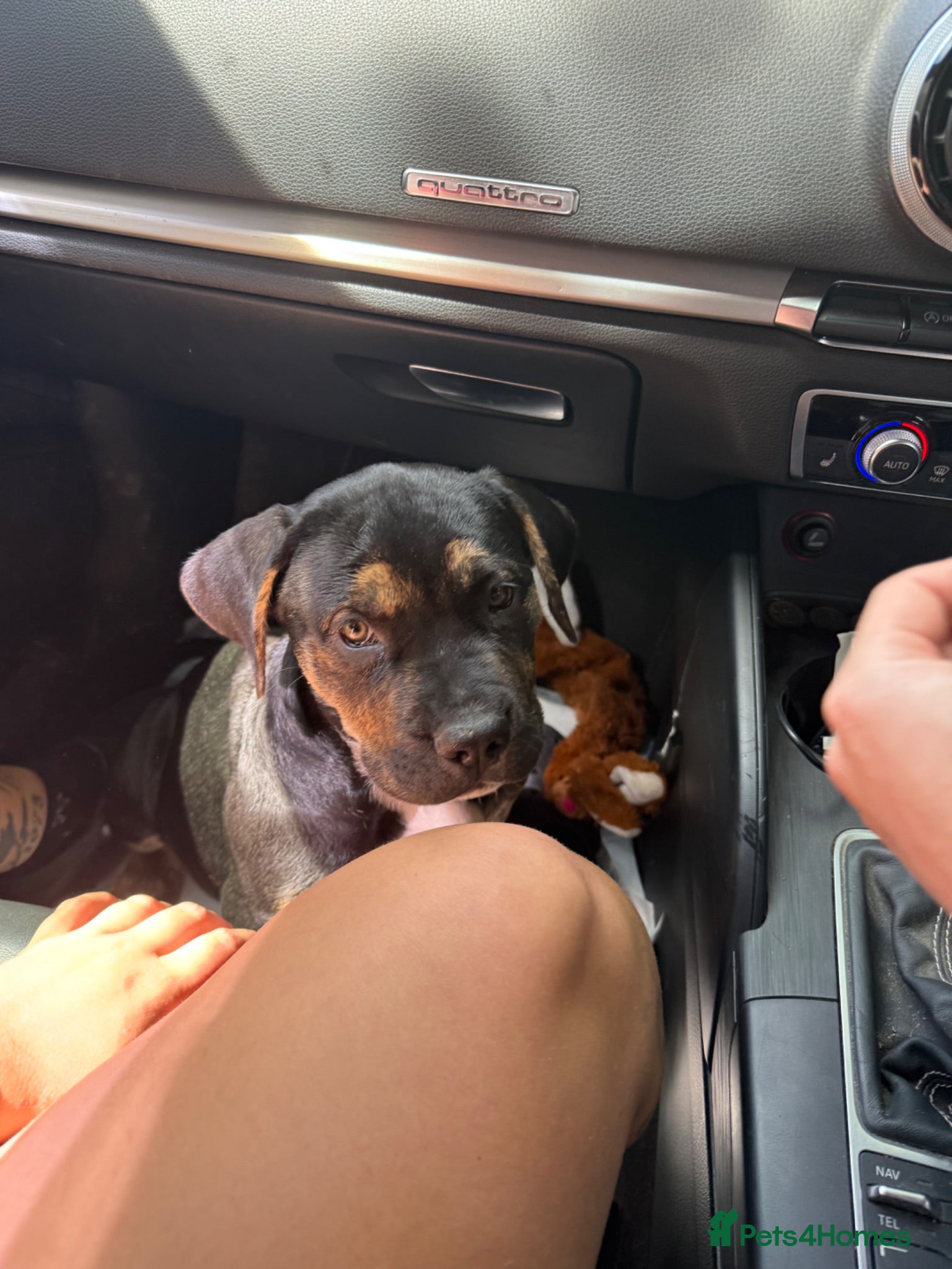 Mixed Breed dogs 1 GIRL AVAILABLE❗️CANE CORSO X PUPPIES FOR SALE ❣️ - Advert 14