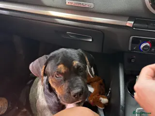 Mixed Breed dogs 1 GIRL AVAILABLE❗️CANE CORSO X PUPPIES FOR SALE ❣️ - Advert 14