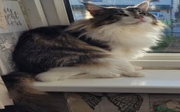 Maine Coon cats for sale: Beautiful Maine coon Oliver - Advert 1