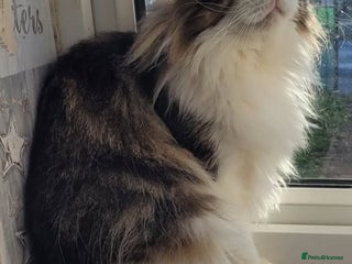 Maine Coon cats for sale: Beautiful Maine coon Oliver - Advert 1