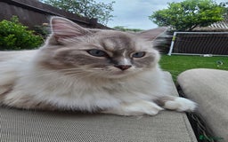 Ragdoll cats for sale: Pedigree ragdoll cats - Image 3