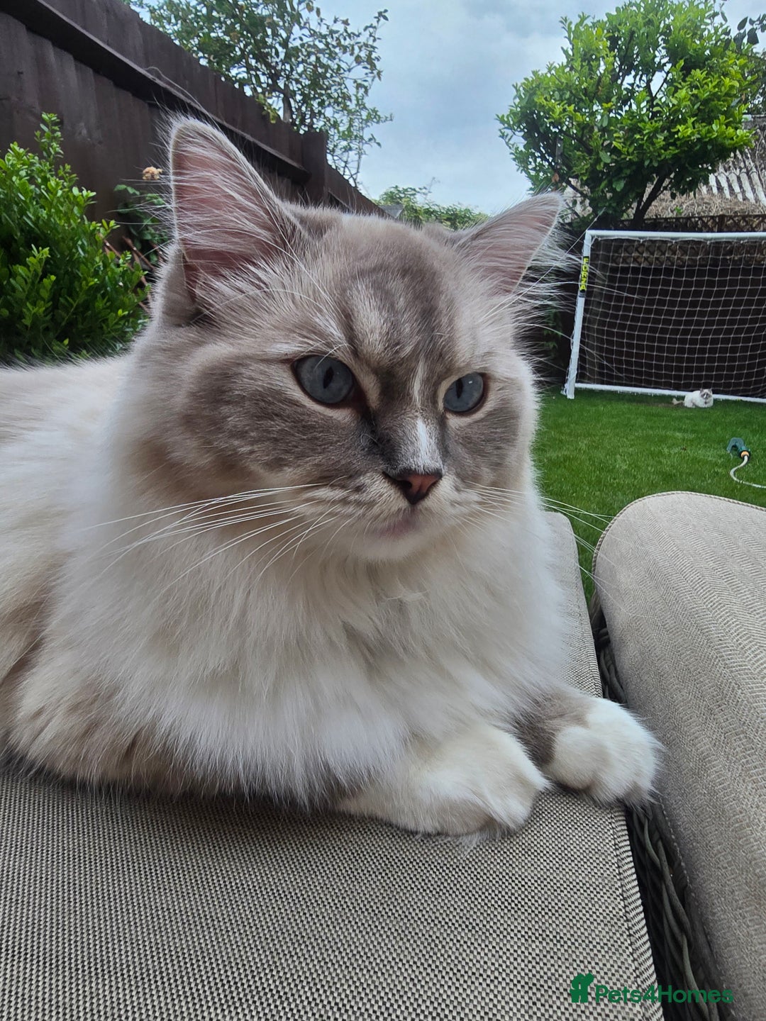 Ragdoll cats for sale: Pedigree ragdoll cats - Image 3