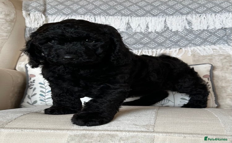 Cockapoo dogs - Advert 2