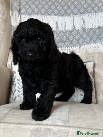 Cockapoo dogs - Advert 2