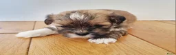 Lhasa Apso dogs for sale: Adorable Lhasa Apso Puppies  - Advert 24