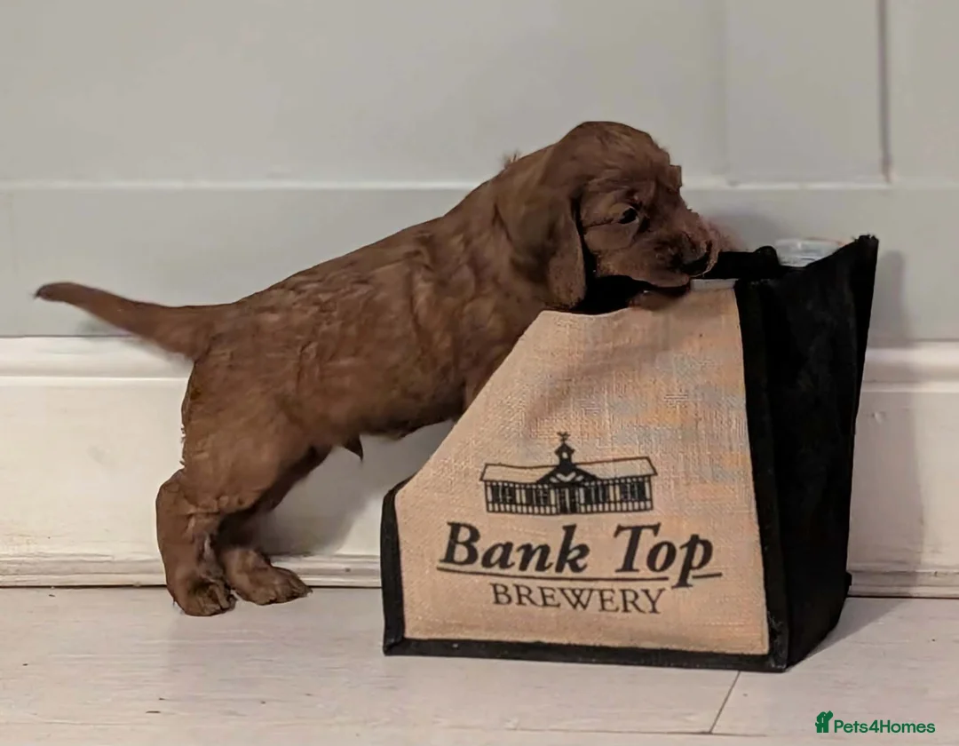 Irish Setter dogs for sale: Quality Irish setter puppies KC Registered - Advert 5