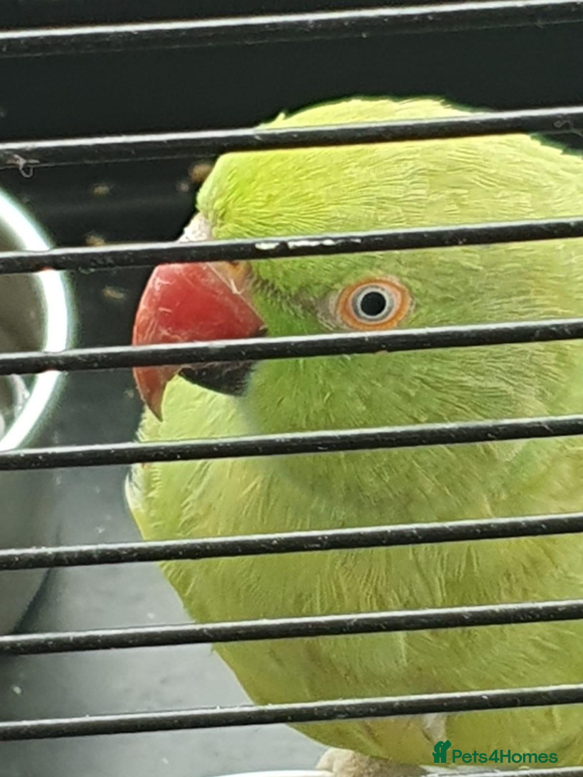 Parrots birds Ring-necked parakeet - Advert 11