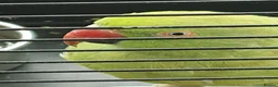 Parrots birds for sale: Ring-necked parakeet in Birmingham - Advert 1
