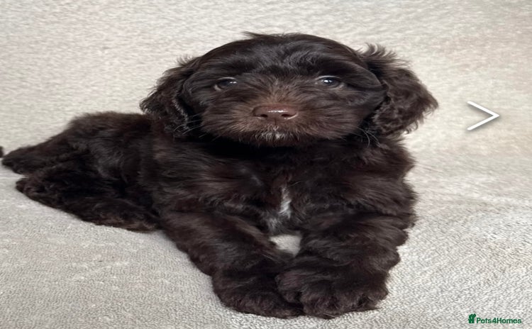 Cockapoo dogs - Advert 14