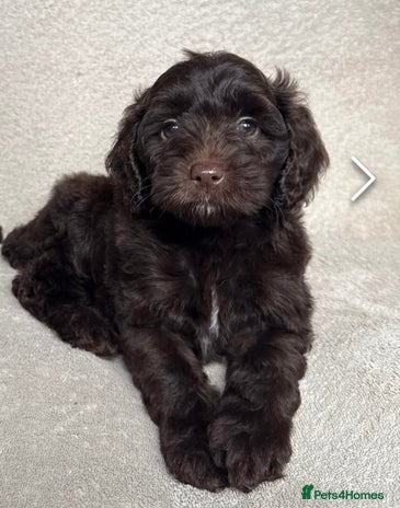 Cockapoo dogs - Advert 1