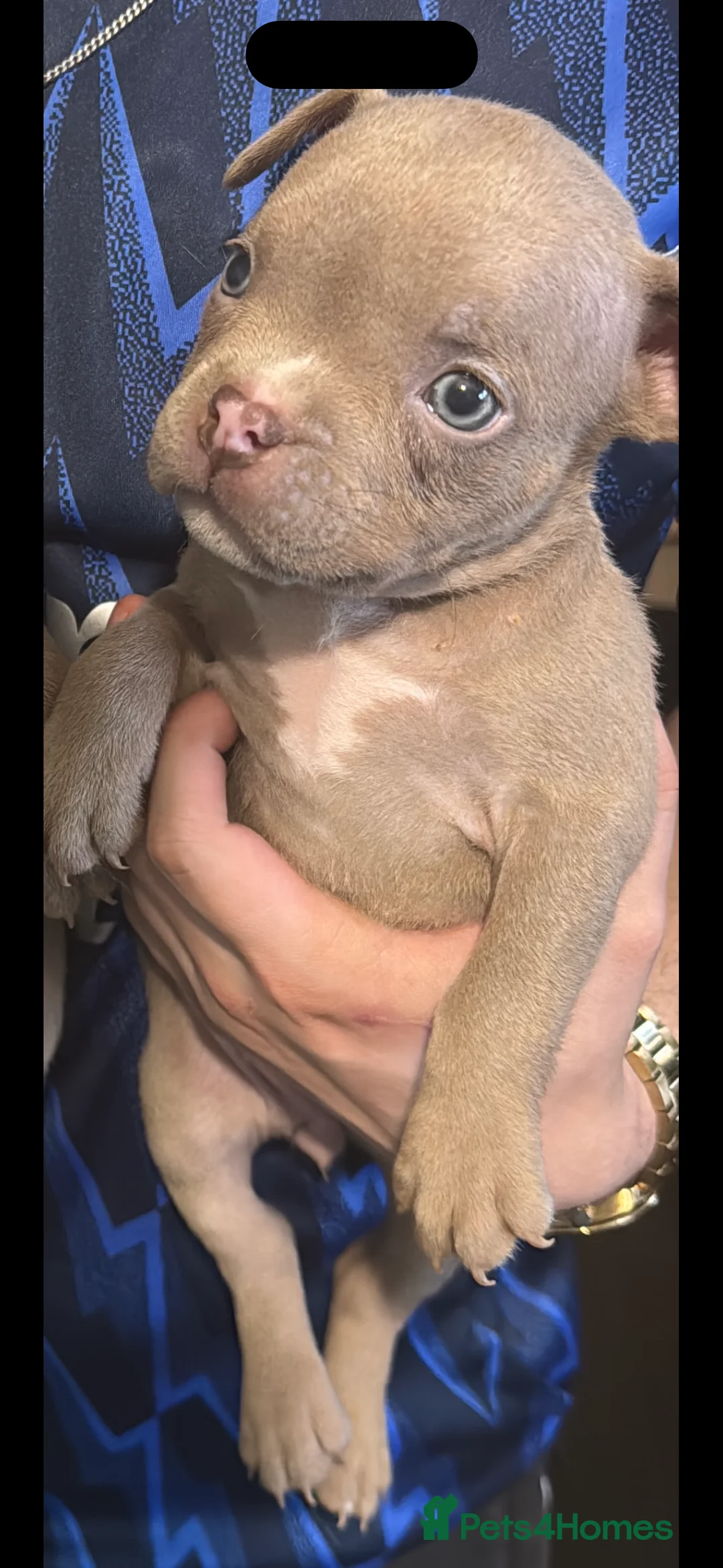 American Bully dogs for sale: Stunning pocket bullies pups  - Advert 5