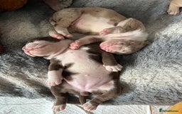 Olde English Bulldogge dogs for sale: Must See! Olde English Puppies  - Image 18
