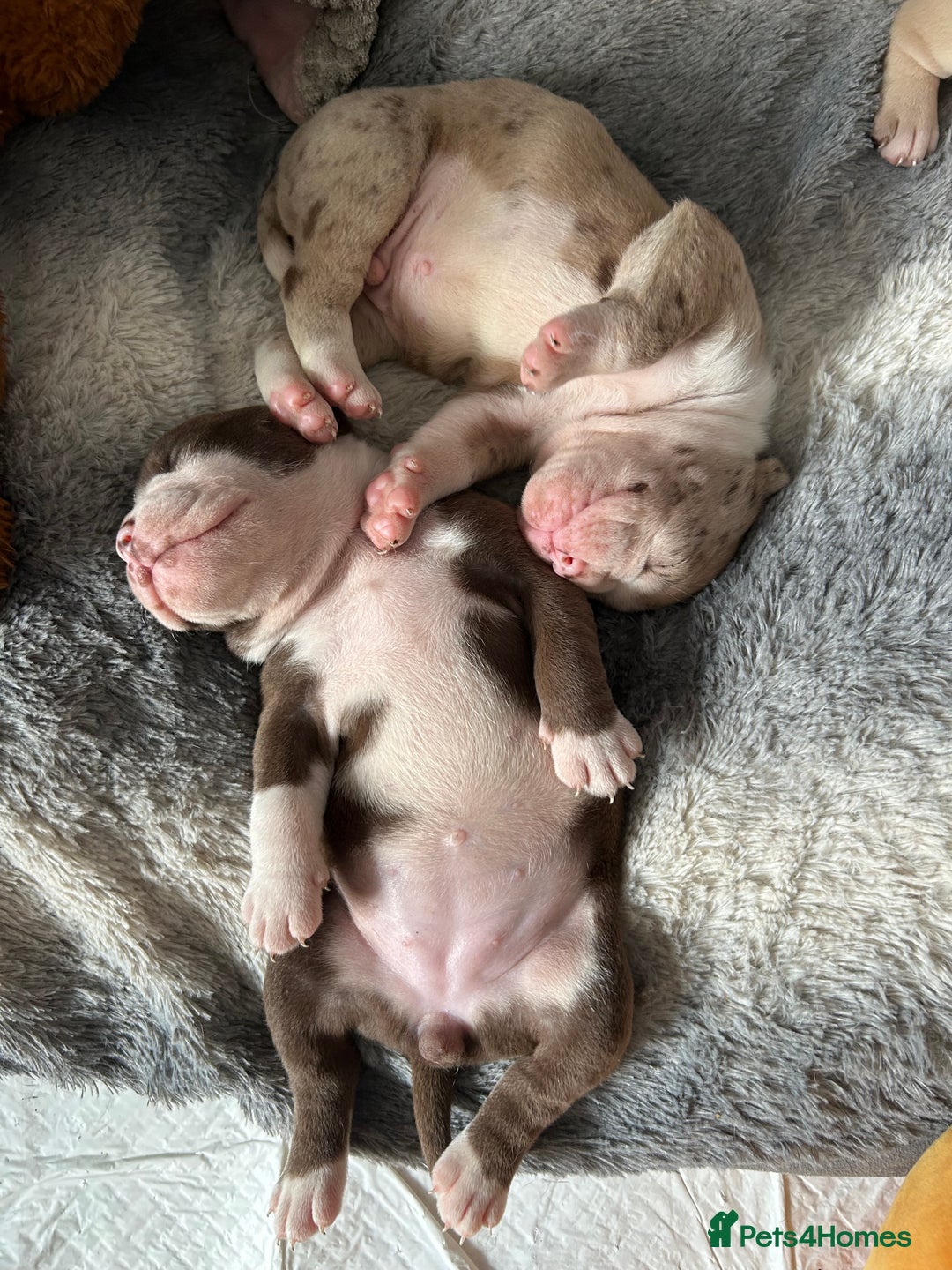 Olde English Bulldogge dogs for sale: Must See! Olde English Puppies  - Image 18