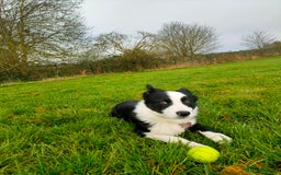 Border Collie dogs for sale: Dog for rehoming - Image 3