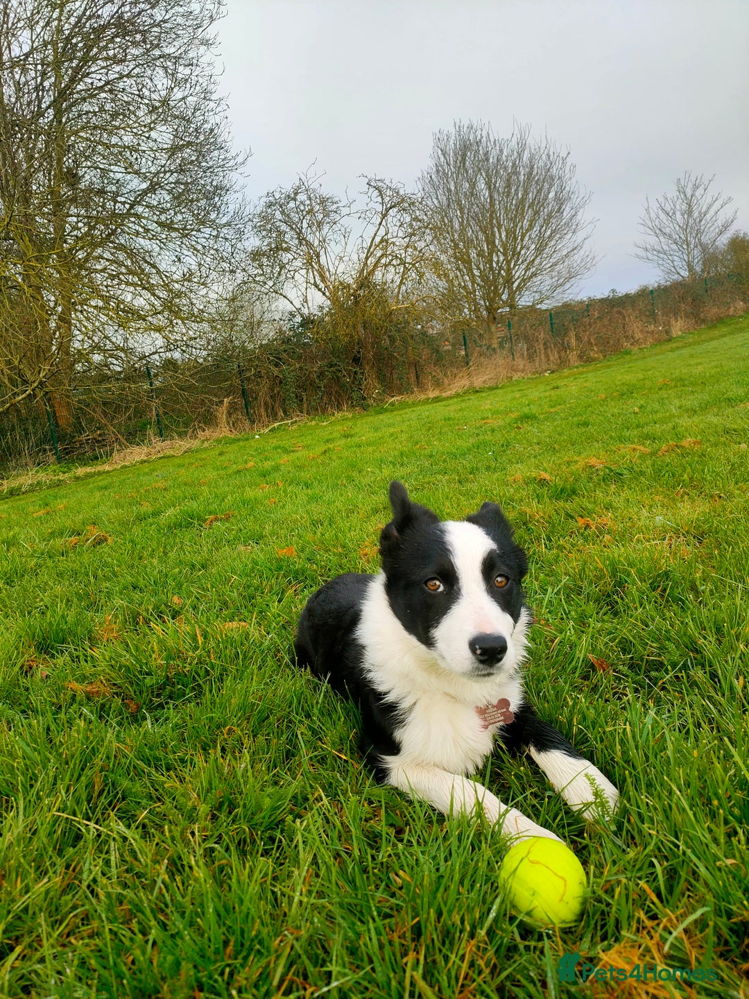 Border Collie dogs for sale: Dog for rehoming - Image 3