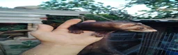 Ferret rodents for sale: Young ferrets for sale  in Aylesbury - Advert 13