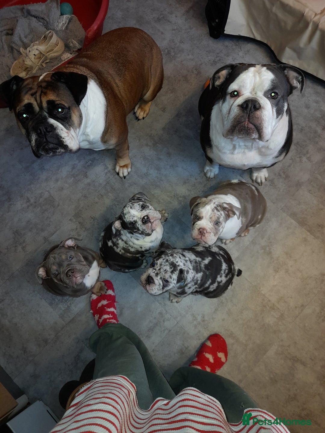Mixed Breed dogs for sale: F1 olde English bulldog - Advert 4
