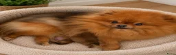 Pomeranian dogs for sale: KC Beautiful Pomeranian Puppies  - Advert 9
