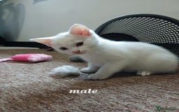 Khao Manee cats for sale: Kittens mixed khao Manee  - Advert 2