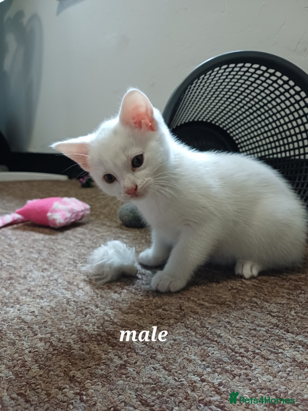 Khao Manee cats for sale: Kittens mixed khao Manee  - Advert 2