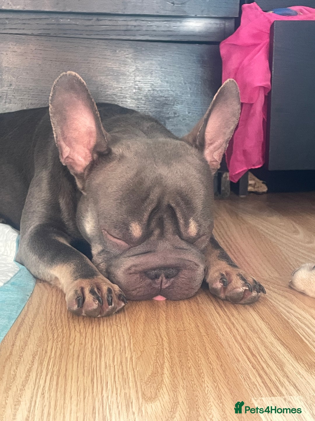 French Bulldog dogs for sale: Beautiful Grey Isabella coat french bulldog - Image 2