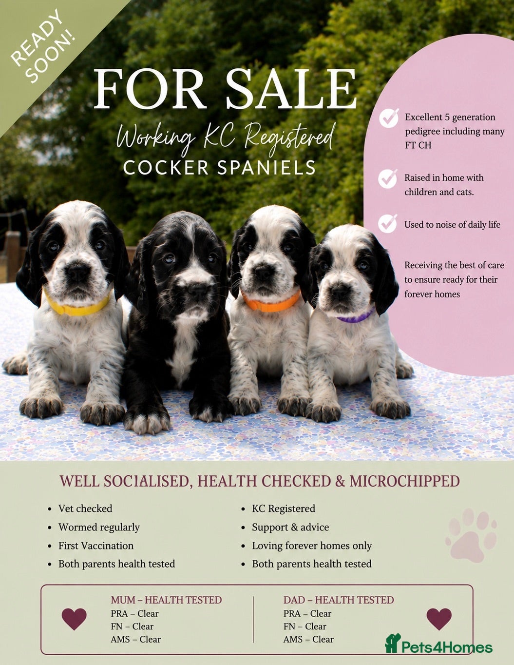 Cocker Spaniel dogs Beautiful Working Cocker Spaniels - Advert 3