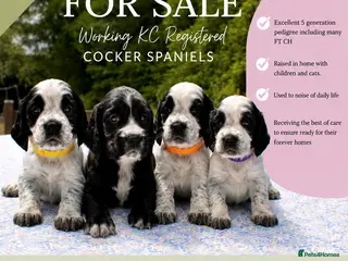 Cocker Spaniel dogs Beautiful Working Cocker Spaniels - Advert 3