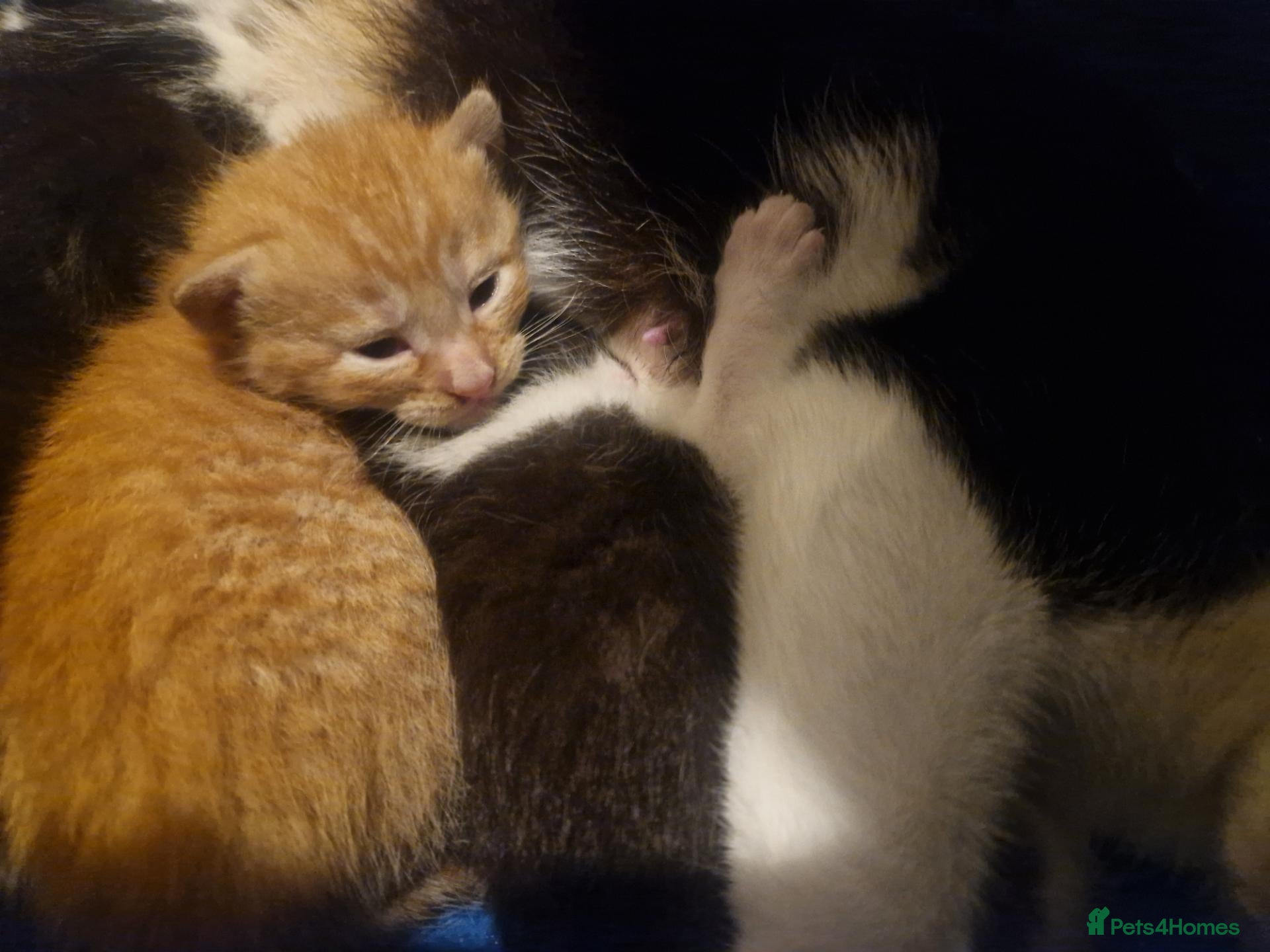 Mixed Breed cats 4 little kittens bundles of fluff  - Advert 3