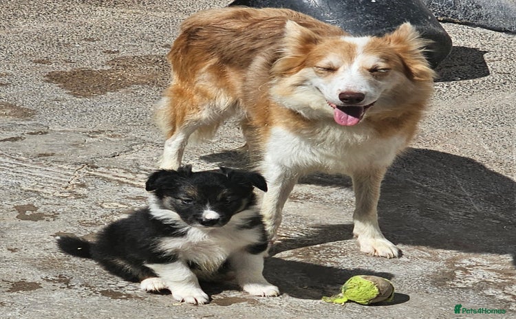 Border Collie dogs - Advert 1