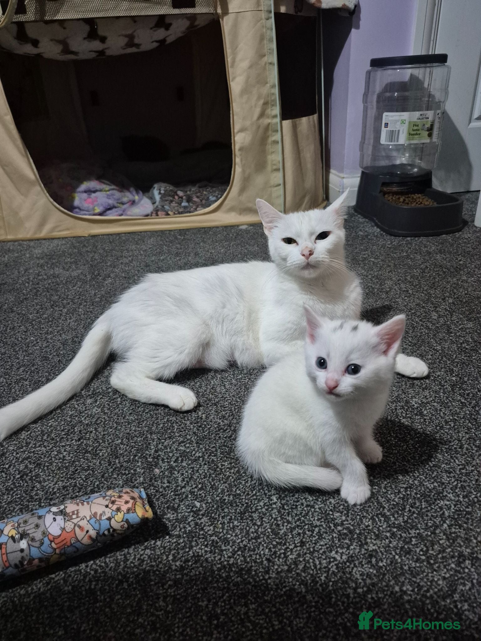 Maine Coon cats Maine Coon liter of 4 beautiful kittens  - Advert 3