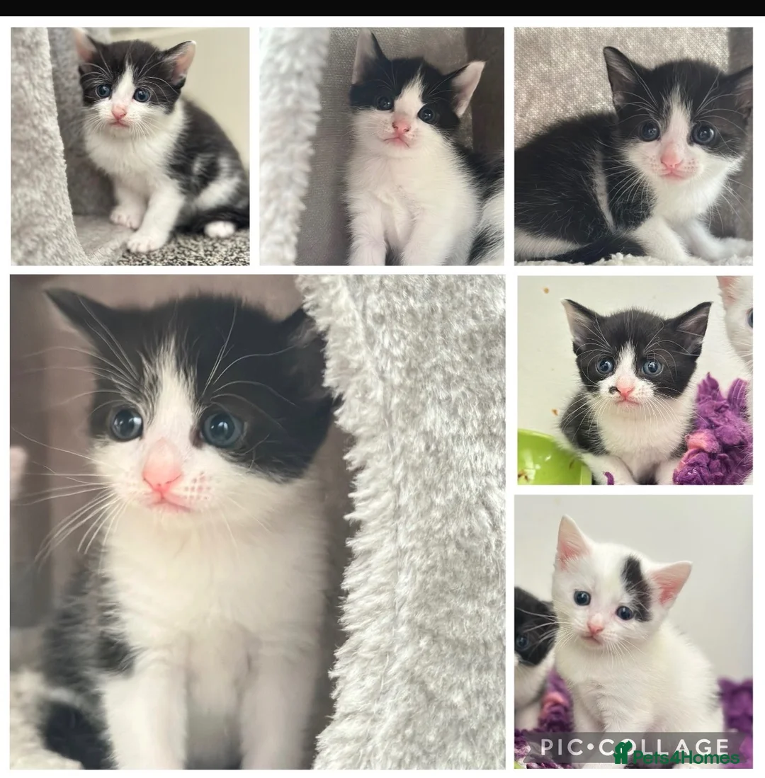 Mixed Breed cats for sale: Stunning kittens  - Advert 2