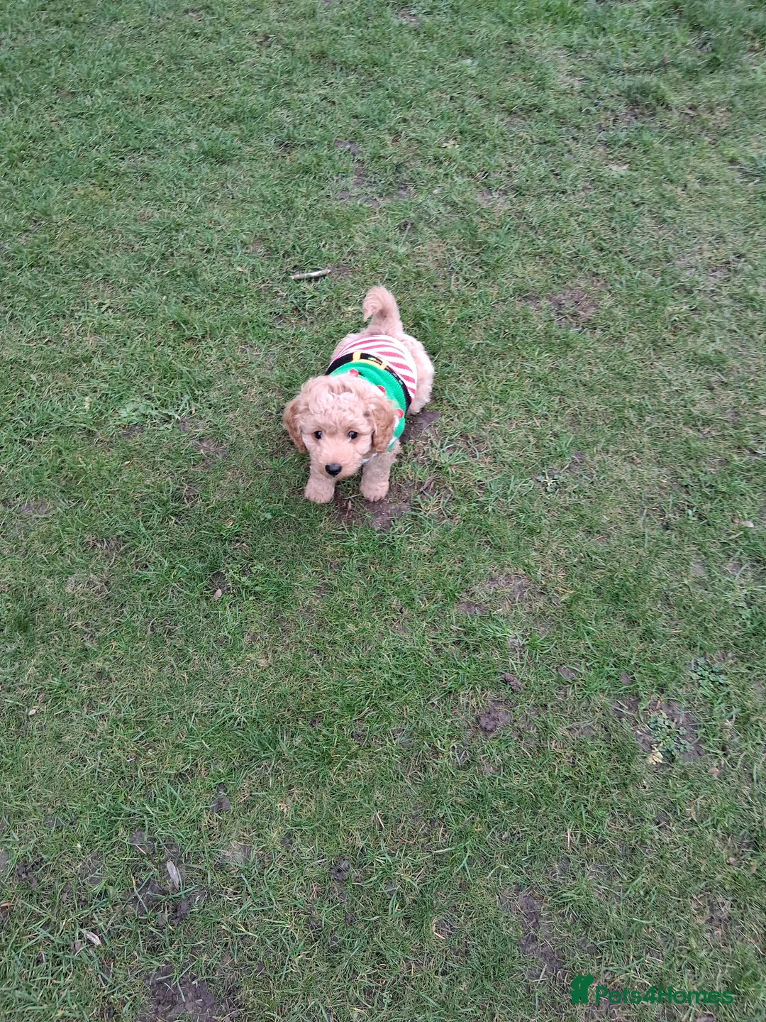 Cockapoo dogs for sale: Baby boy cockapoo  - Advert 5