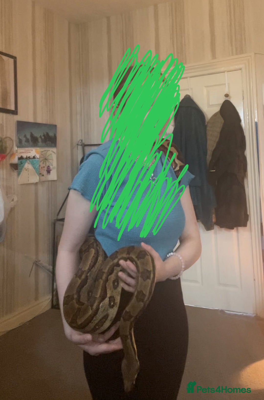 Boa Snake reptiles for sale: Dakota, 6ft female boa constrictor - Advert 6