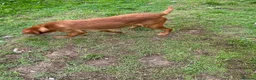 Labrador Retriever dogs for sale: Fox red Labrador is looking for new home  in Saint Austell - Advert 3