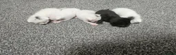 Mixed Breed cats for sale: 5 Kittens for sale in Blackpool - Advert 5