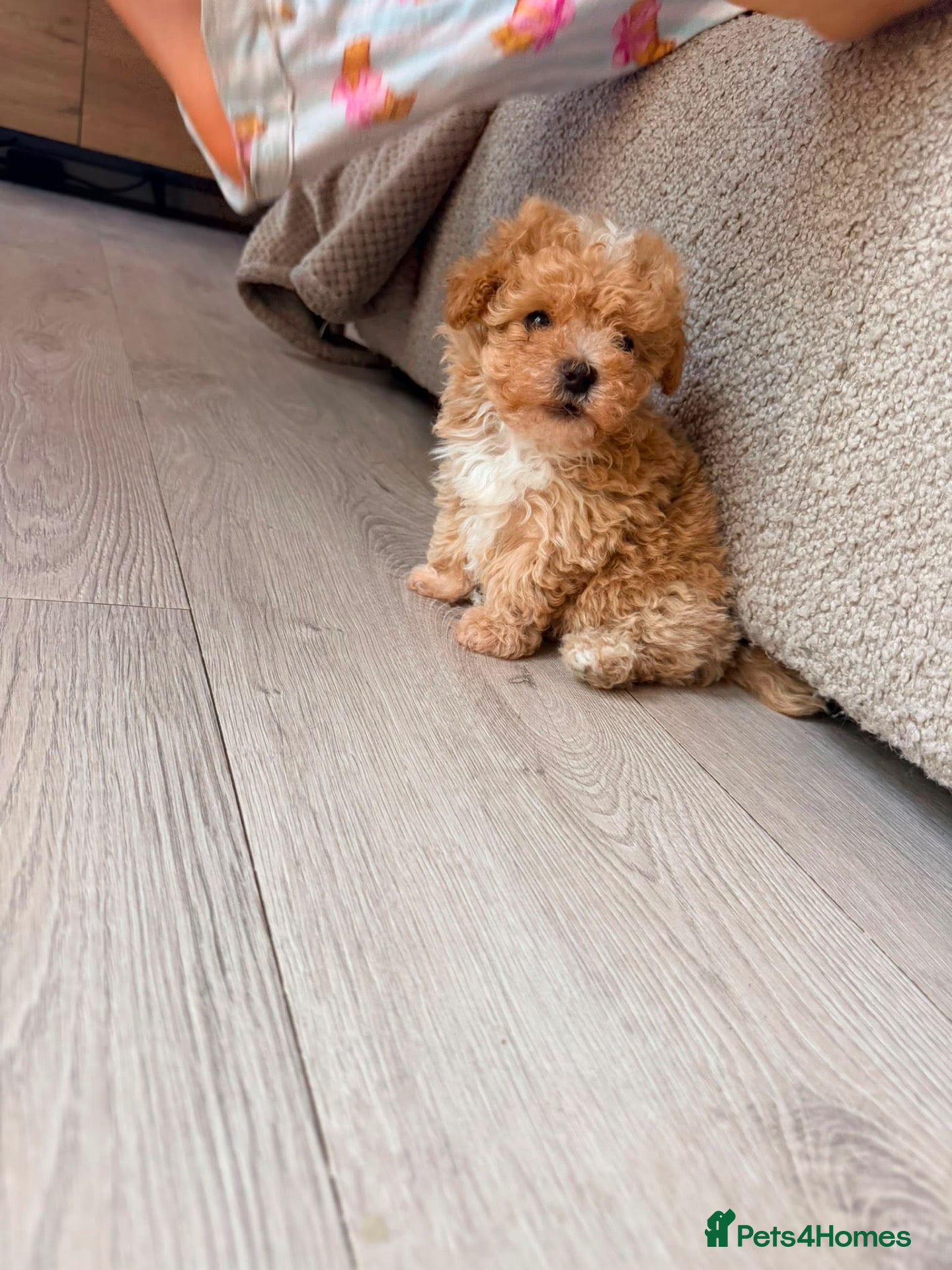 Maltipoo dogs 2X ADORABLE MALTIPOO PUPPIES - Advert 1