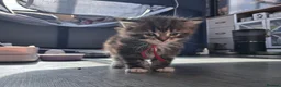 Norwegian Forest Cat cats for sale: Little kitten  - Advert 6