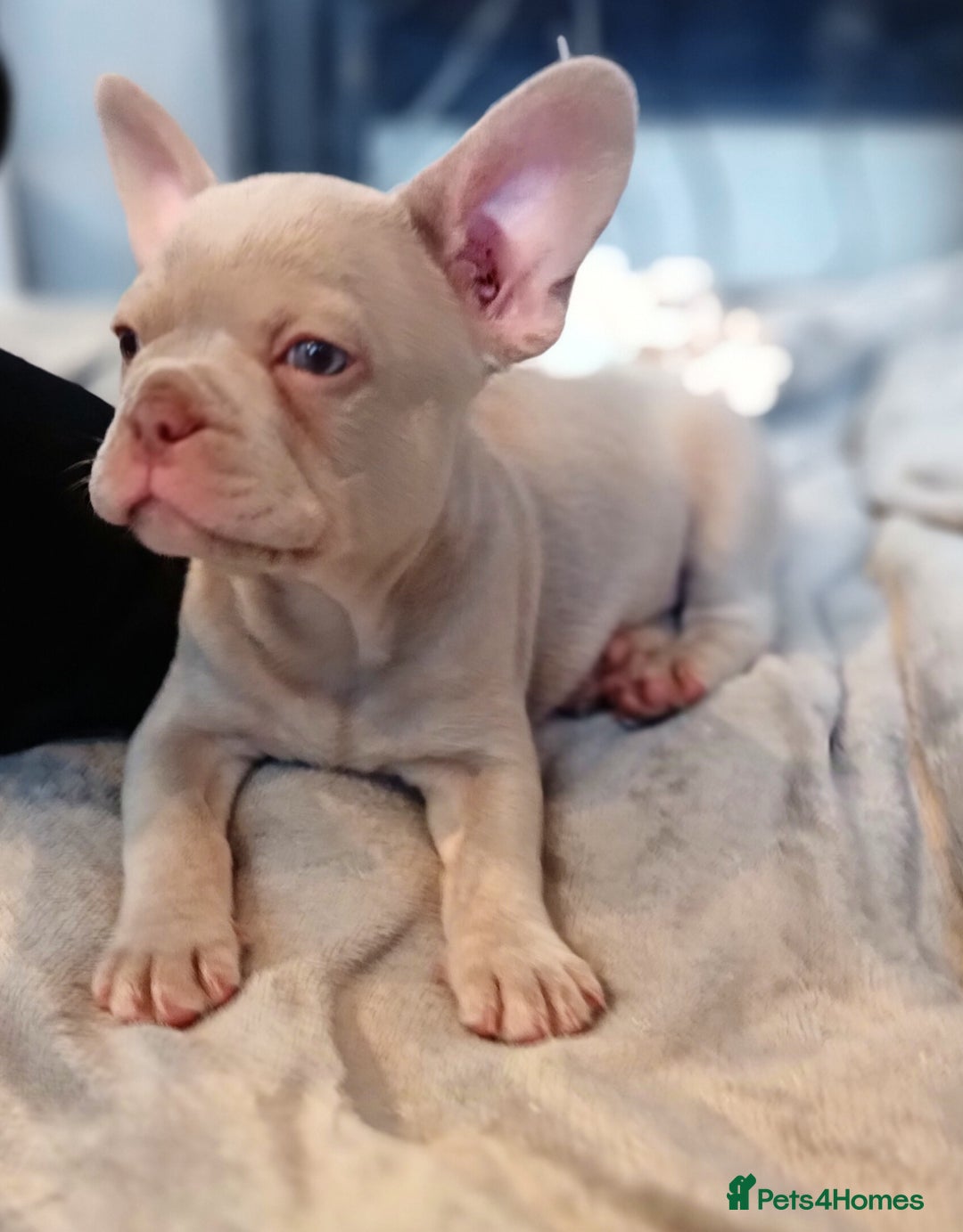 French Bulldog dogs for sale: Our beautiful puppies 😍 - Image 1