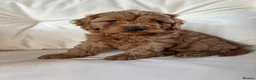Cavapoo dogs for sale: F1 Cavapoos - Advert 4
