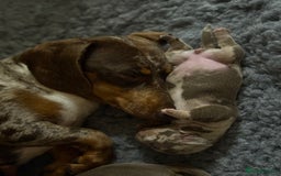 Miniature Dachshund dogs for sale: Beautiful kc mini dachshunds  - Image 28