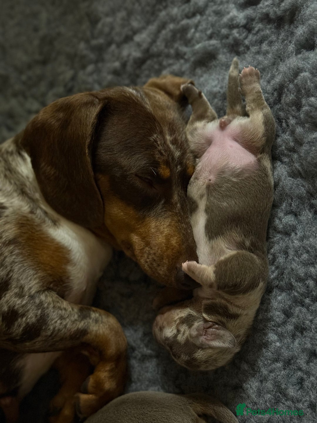 Miniature Dachshund dogs for sale: Beautiful kc mini dachshunds  - Image 28