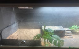 Bearded Dragon reptiles for sale: Bearded dragon for sale - Image 4